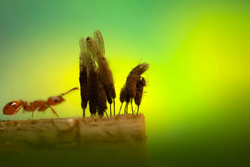An aesthetically pleasing and impressive close-up photo of a spider. Spider species; Jumping spider. Natural background.