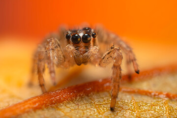 An aesthetically pleasing and impressive close-up photo of a spider. Spider species; Jumping spider. Natural background.