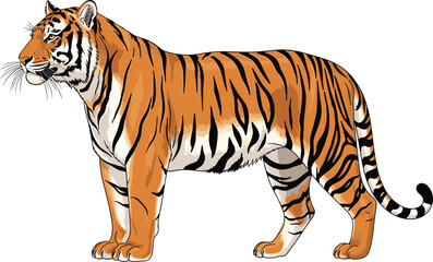 Tiger side profile, realistic wild animal illustration, orange black stripes, white underbelly, nature wildlife art, cad drawing flat vector illustration
