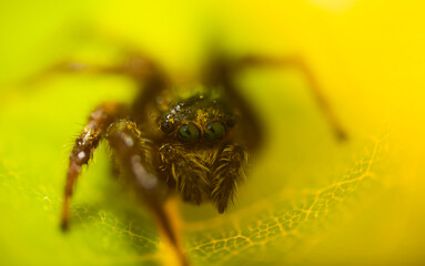 An aesthetically pleasing and impressive close-up photo of a spider. Spider species; Jumping spider. Natural background.