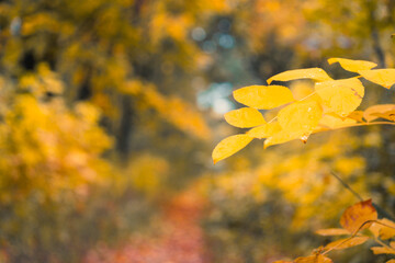 Bright, golden-yellow autumn leaves in sharp focus. The background is a soft, warm blur, bokeh, creating a beautiful, peaceful, and seasonal nature background for design.