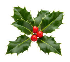 Holly plant with red berries nature botanical isolated on transparent background