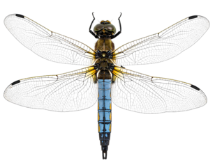 dragonfly isolated on white background , transparent png image 