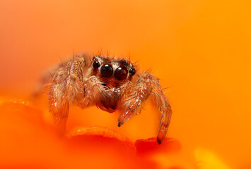An aesthetically pleasing and impressive close-up photo of a spider. Spider species; Jumping spider. Natural background.
