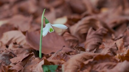 A Single Snowdrop in Autumn Leaf Litter in November