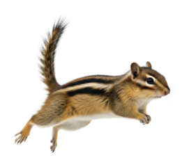 Energetic chipmunk leaping forest wildlife nature isolated on transparent background