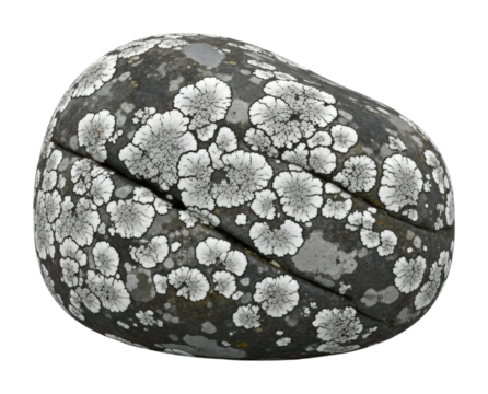 Unique floral patterns on smooth stone nature isolated on transparent background