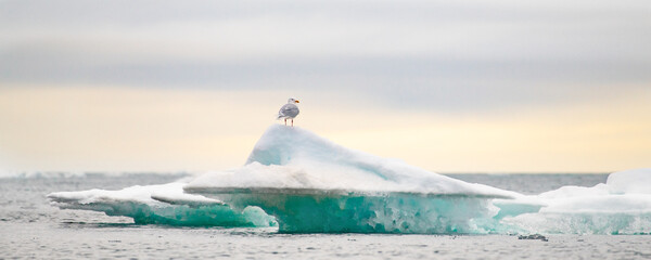 Iceberg in Spitsbergen Norway with a seagull