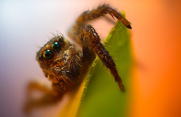 An aesthetically pleasing and impressive close-up photo of a spider. Spider species; Jumping spider. Natural background.