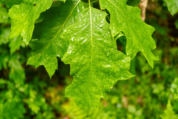 Understory vegetation in the Białowieża Forest, Poland	
