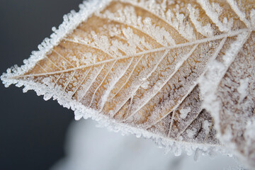 Macro shot of ice crystals on a frozen leaf, intricate patterns, winter beauty