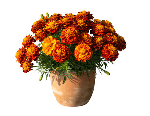 Fototapeta premium Marigold bouquet in terracotta pot on transparent background