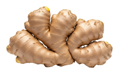 Ginger harvesting process farm food natural isolated on transparent background