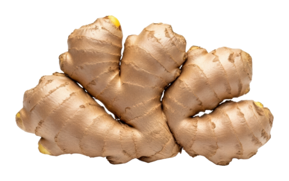 Ginger harvesting process farm food natural isolated on transparent background