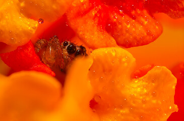 An aesthetically pleasing and impressive close-up photo of a spider. Spider species; Jumping spider. Natural background.