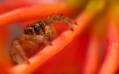 An aesthetically pleasing and impressive close-up photo of a spider. Spider species; Jumping spider. Natural background.