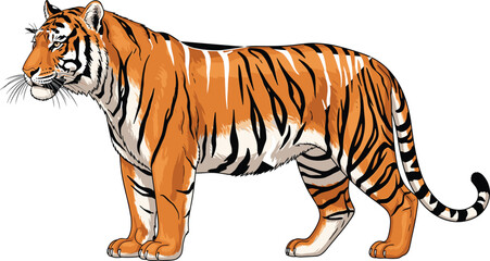 Tiger, wildlife, jungle predator, big cat, Bengal tiger, striped animal, nature, forest, endangered species, majestic beast, cad drawing flat vector illustration