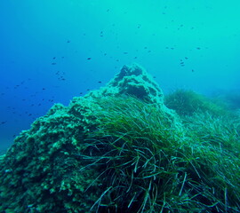 deep undersea in mediterranea, posidonia oceanica and small fishes with blue sea water background