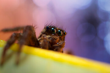 An aesthetically pleasing and impressive close-up photo of a spider. Spider species; Jumping spider. Natural background.