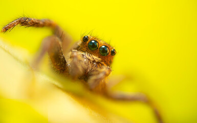 An aesthetically pleasing and impressive close-up photo of a spider. Spider species; Jumping spider. Natural background.