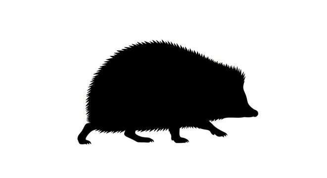 Silhouette of a hedgehog walking on a white background.