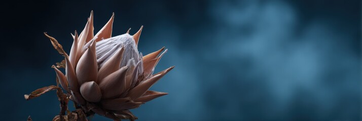 Close-up of dried protea flower against blue background