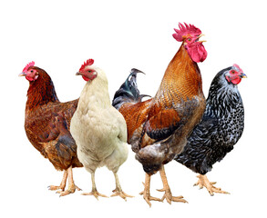 Brown Black hen Chicken on farm, shooting outdoors. Rustic theme.