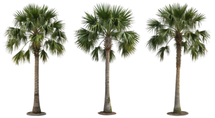 Three tall palm trees stand against a plain backdrop, each displaying vibrant green fronds. The sun shines brightly, creating a tropical feel. These trees represent a serene outdoor environment.