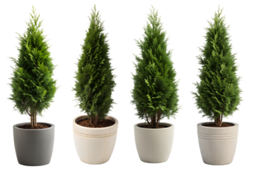Several evergreen plants in elegant modern pots display vibrant greenery, ideal for adding freshness to indoor spaces.