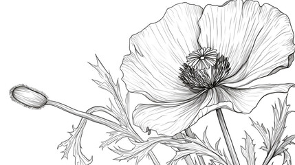 Fototapeta premium Detailed black and white sketch of a delicate poppy flower with a bud and surrounding foliage