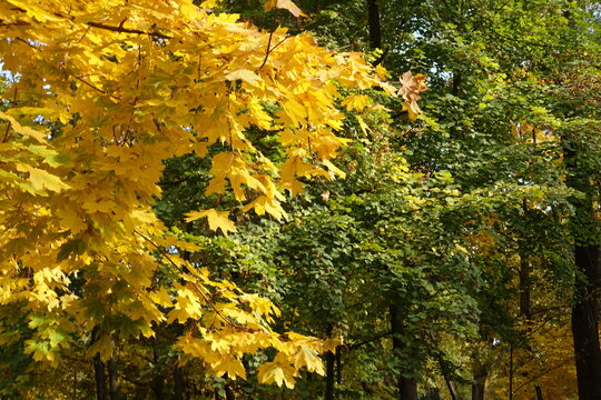 Green and yellow autumnal foliage of Norway maple in mid October