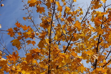 Fototapeta premium Orangey yellow autumnal foliage of Norway maple against blue sky in October