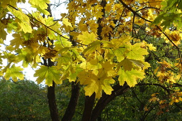 Thick branches and autumnal foliage of Norway maple tree in mid October