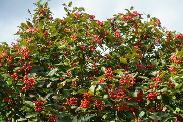 A lot of red fruits in the leafage of Sorbus aria tree in September