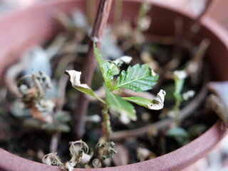 close up of a bowl of fresh herbs