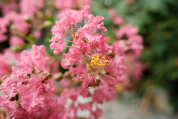 bee on pink flowers