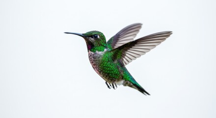 Fototapeta premium A beautiful annas hummingbird is flying isolated on white background in the air