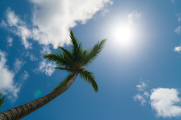 Low-angle view of a tropical palm tree under bright sun and blue summer sky with soft clouds. Ideal natural background for travel ads, vacation posters, beach branding, web headers, resort marketing.