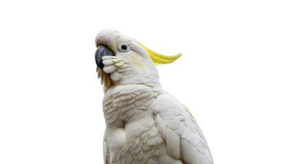Closeup of a Sulphurcrested Cockatoo Bird.