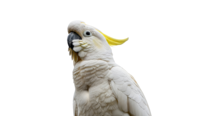 Closeup of a Sulphurcrested Cockatoo Bird.