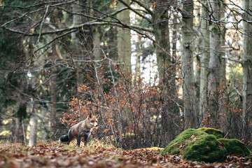 Fototapete bei efototapeten.de bestellen   