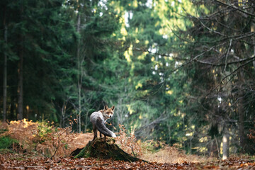 A red fox stands alert on a forest floor covered in autumn leaves, blending naturally with the warm light and woodland surroundings. A calm yet watchful moment from the heart of the quiet forest.