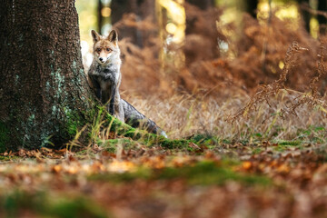 Fototapete bei efototapeten.de bestellen   