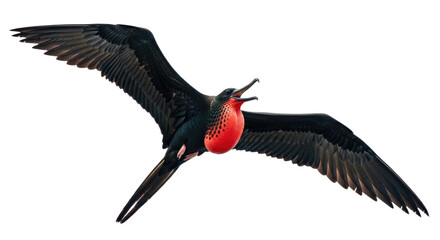 Colorful Bird in Flight with Wide Wingspan.
