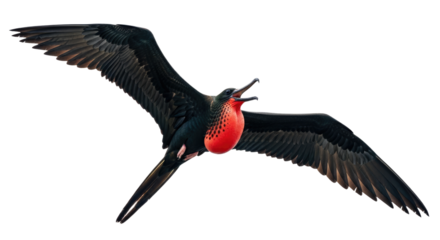 Colorful Bird in Flight with Wide Wingspan.
