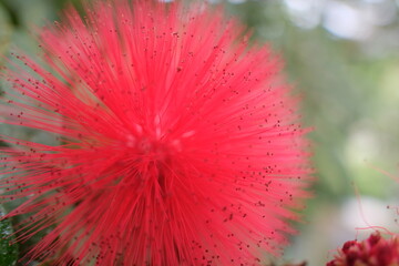 red flower macro