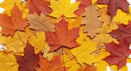Pile of colorful autumn leaves isolated on white background fall season concept