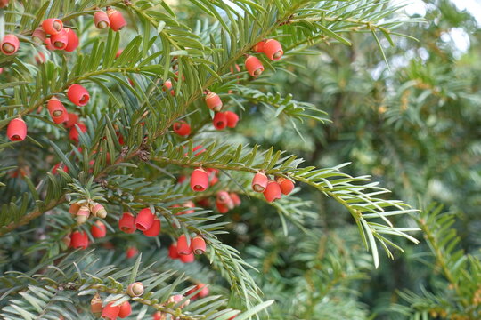 Unmature and mature seed cones of common yew in mid October
