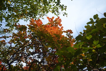 Foliage of European smoketree in orange and green in mid October