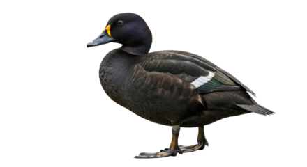 Common Eider Duck Standing on Land.